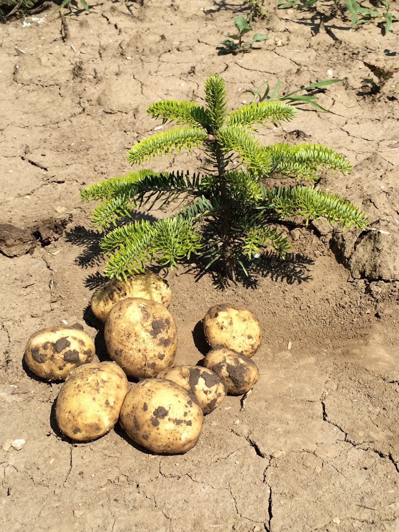 Unsere Kartoffeln neben einem frisch gesetzten Christbaum