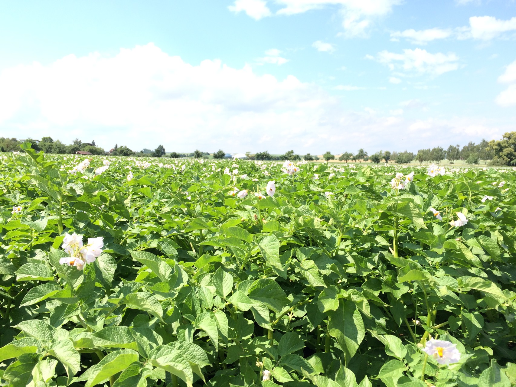 Kartoffelpflanzen in der Blüte 2015