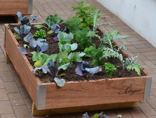 cabbage, Italian parsley, dill, globe artichokes