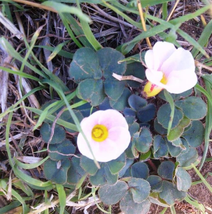 Oxalis