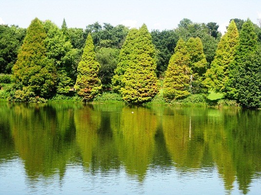 Emmarentia Dam - Pine trees line the banks
