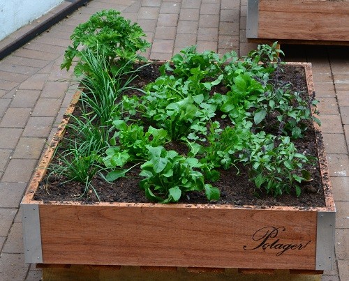Rose scented geranium, rocket, chives, pink perennial basil