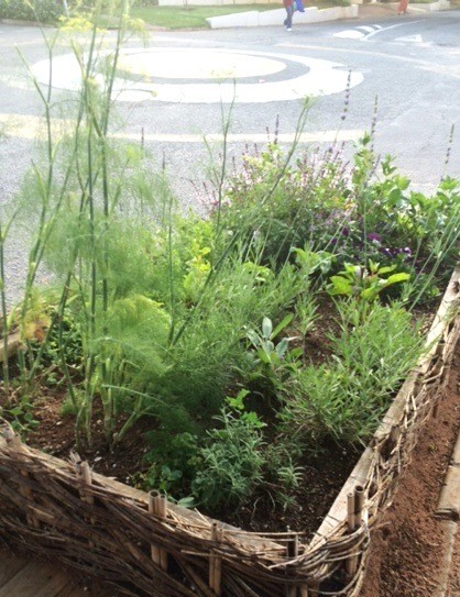 Fennel in the foreground