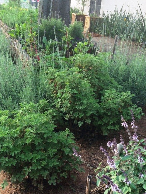 Rose scented geraniums, lavender and pink perennial basil