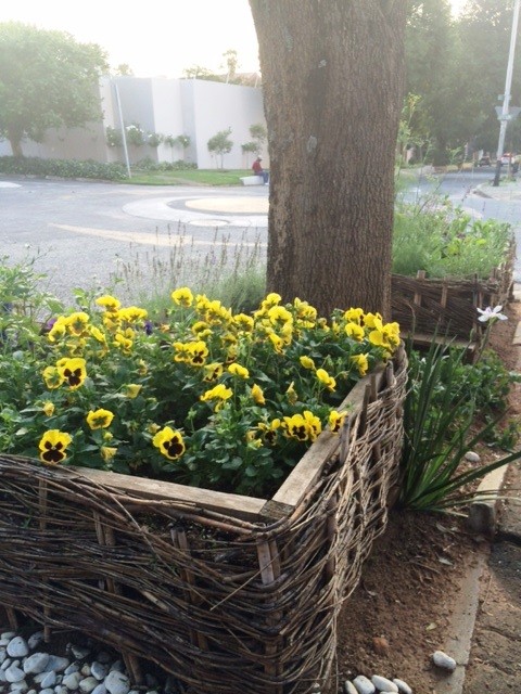 The pansy's have bloomed all year long. They're a cheery face in a gloomy day.