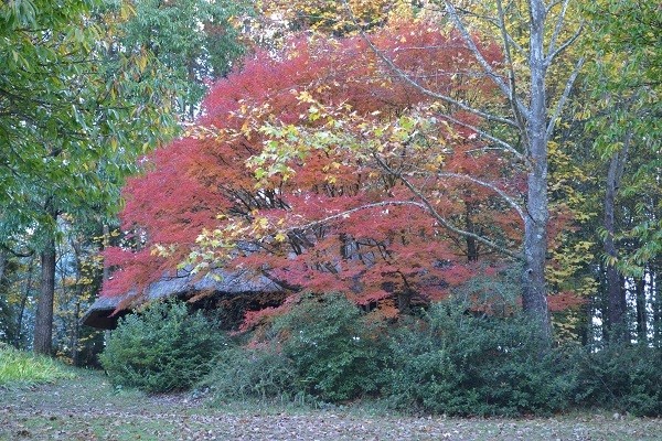 Japanese Maple