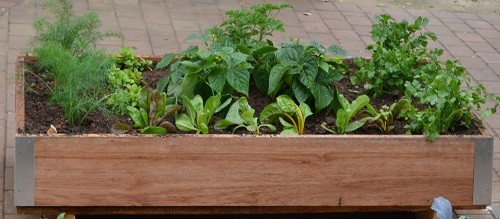 Florence fennel, oreganum, spinach, coriander and bush timbavati beans