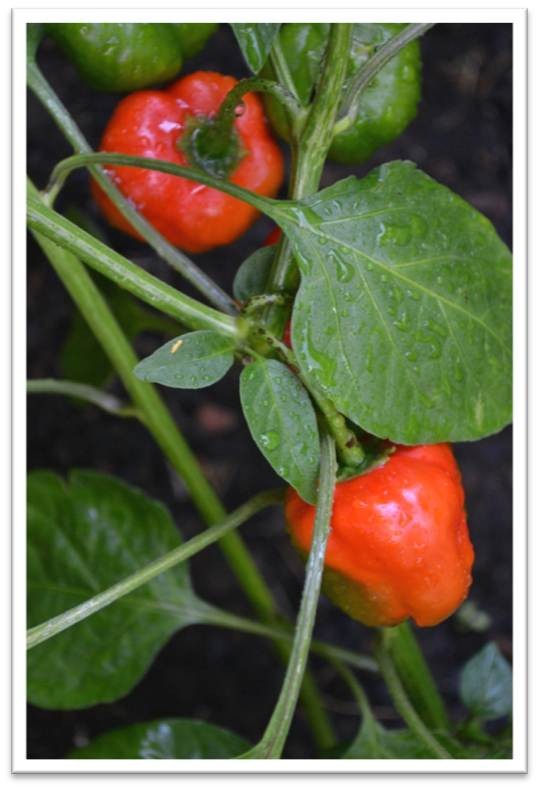Bell peppers turning red