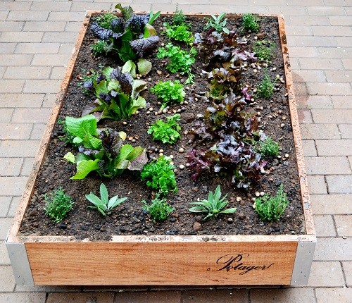 Thyme, red giant mustard, Italian parsley, sage, red oak lettuce