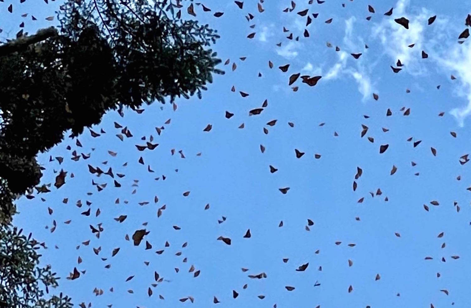 What NOT TO DO when visiting the Monarch Butterflies Sanctuaries in Mexico