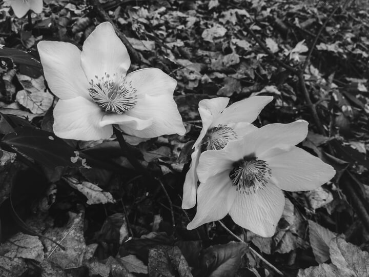 Foto macro in bianco e nero di fiori di montagna (Helleborus niger)