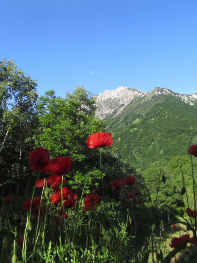 Photo of poppies in the foreground taken from below with green mountains and Grignetta in the background