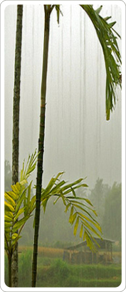 Bali la pluie