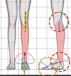 女性標準　脚拡大図