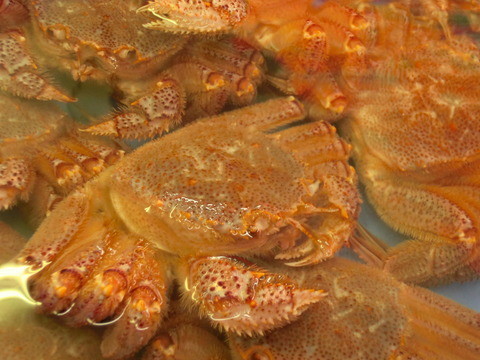 岩手県 釜石産 活毛ガニ 岩手三陸釜石 有 山幸 ヤマコー片桐鮮魚店