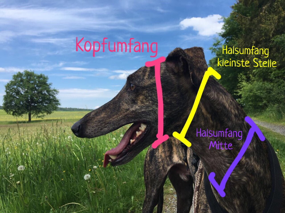 Pink= Kopfumfang | gelb= kleinster Halsumfang | lila= Halsumfang Mitte 