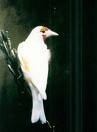 Cardellino Albino