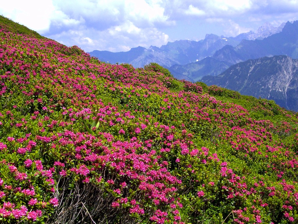 Alpenrosenblüte am Fellhorn 