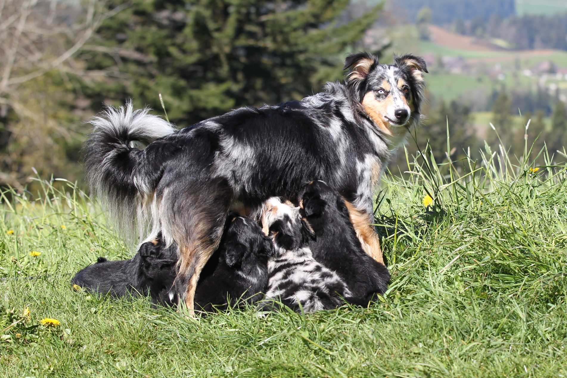 Herzlich Willkommen Bei Unserer Kleinen Familiaren Mini American