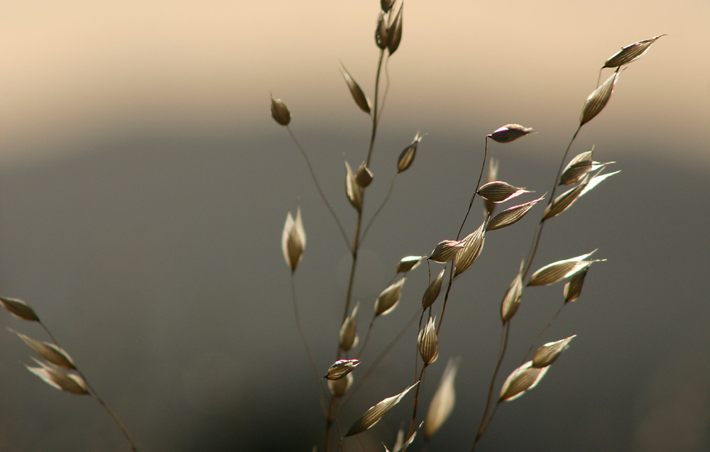 Les plantes pour guérir