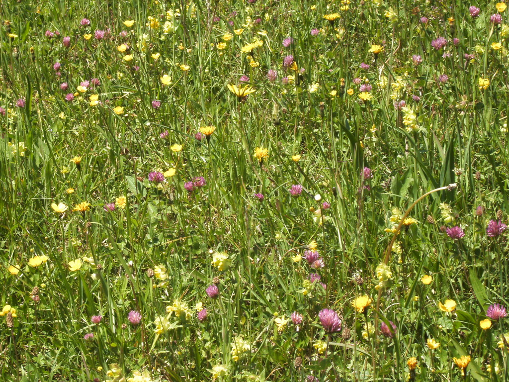 eine ECHTE Blumenwiese am Haus