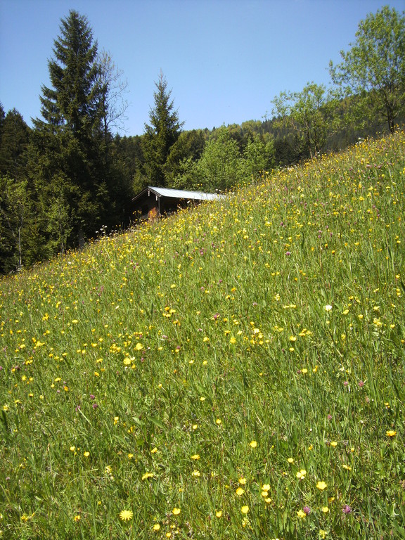 Blick zum Bienenhaus, es gibt reilich Nektar