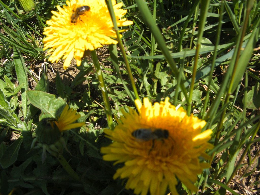 Die fleißigen Bienen sammeln Nektar