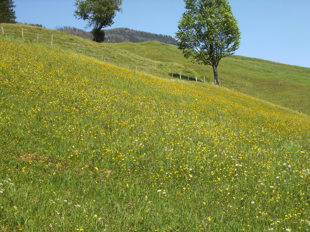 noch eine richtige Blumenweise
