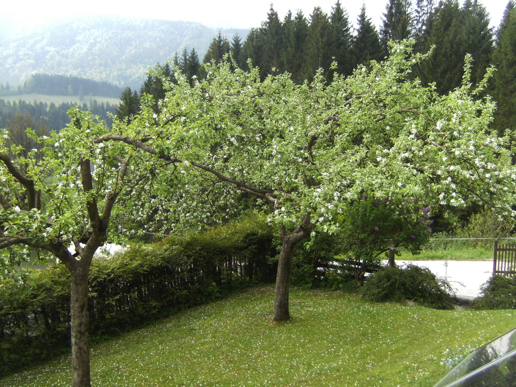 unsere blühenden Obstbäume