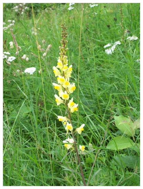 ueberall bluehen Blumen...