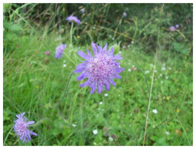 Blumen....am Wegesrand...