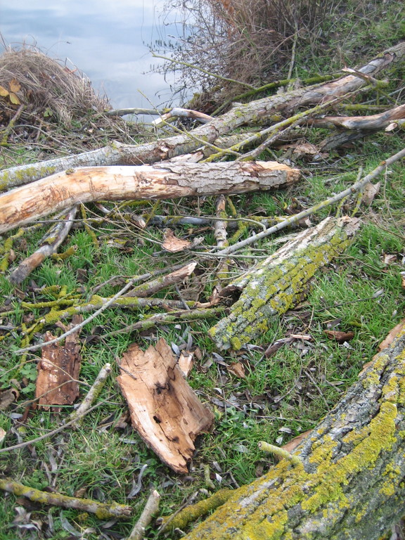 débris d'arbres après inondation © marie bonnet-aubin
