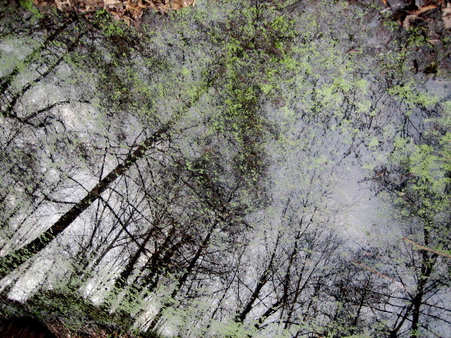 reflets d'arbres © marie bonnet-aubin