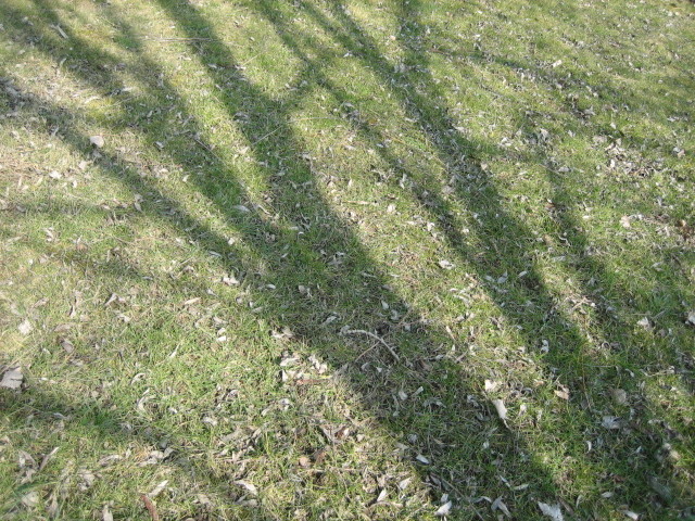 arbres dans l'herbe © marie bonnet-aubin