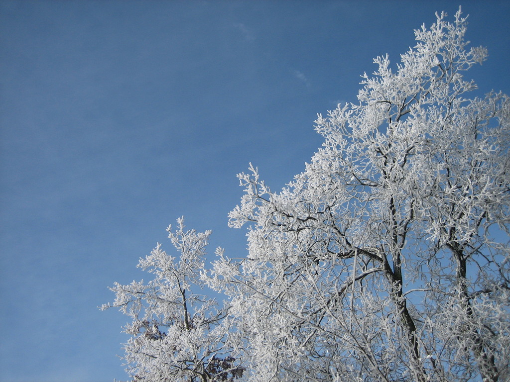 arbres sous la neige © marie bonnet-aubin
