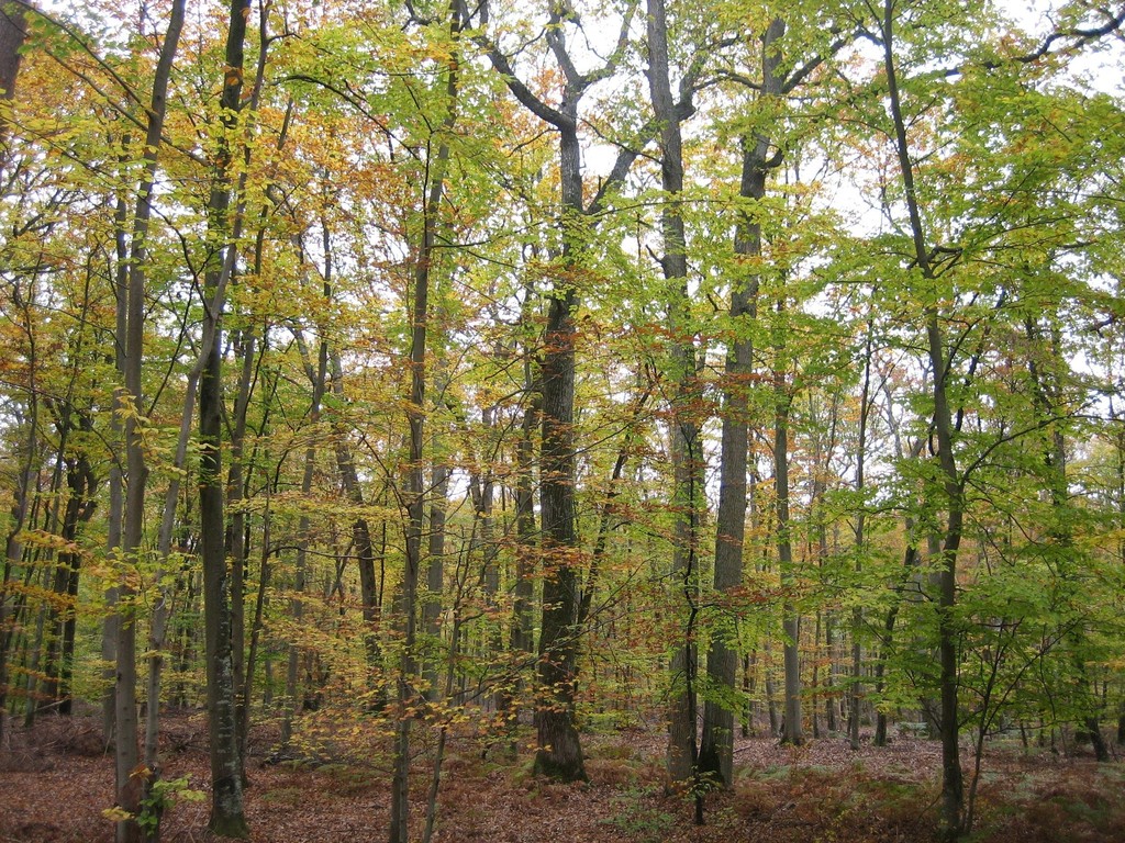 forêt de Fontainebleau © marie bonnet-aubin