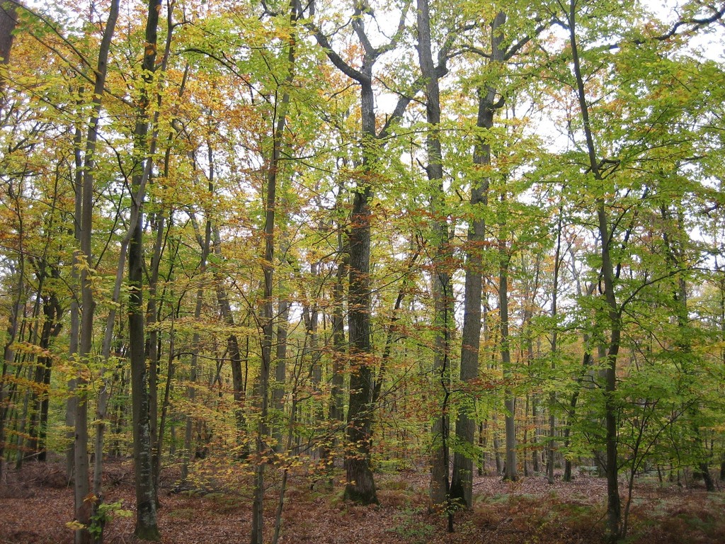 forêt de Fontainebleau © marie bonnet-aubin