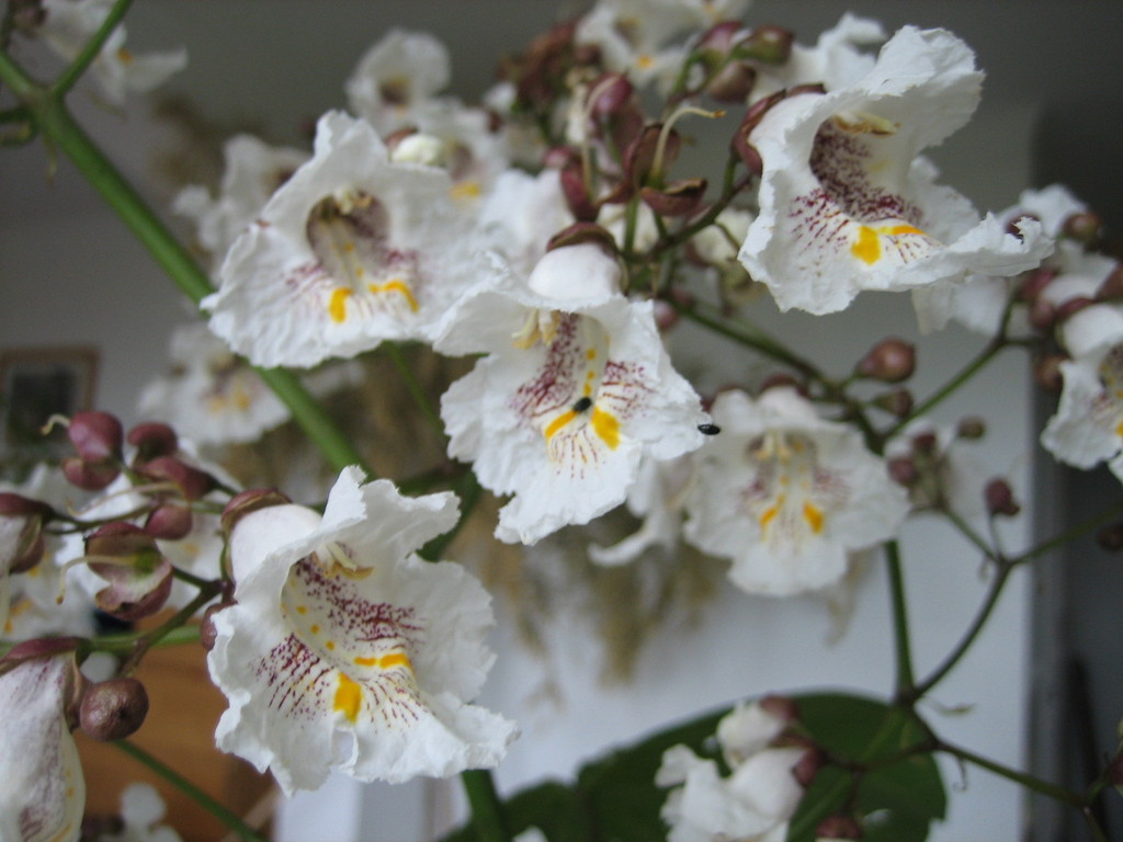 fleurs de catalpa © marie bonnet-aubin