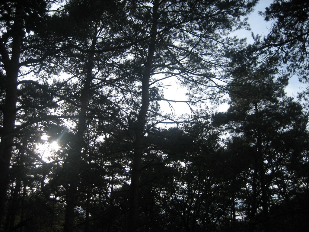 forêt du désarroi © marie bonnet-aubin