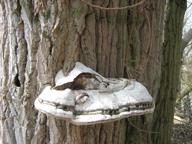 champignon © marie bonnet-aubin