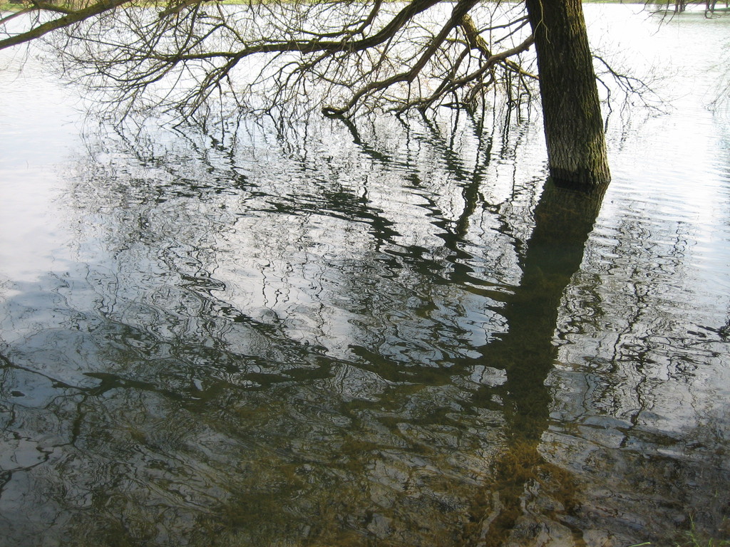 arbre dans l'eau © marie bonnet-aubin