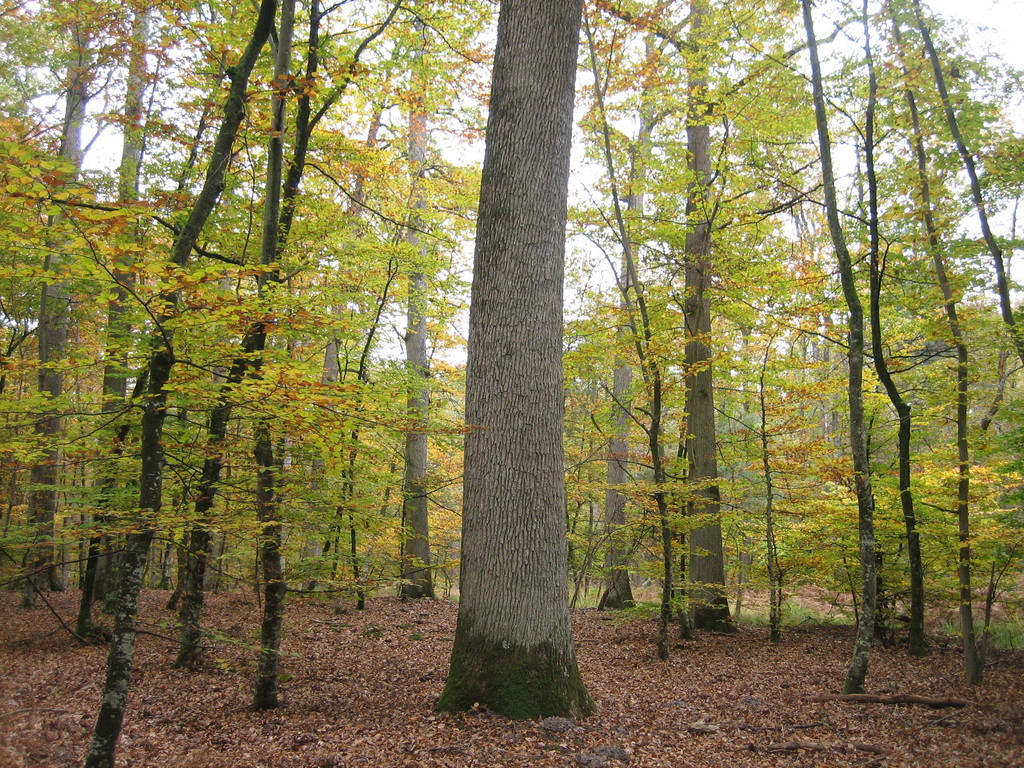 forêt de Fontainebleau © marie bonnet-aubin