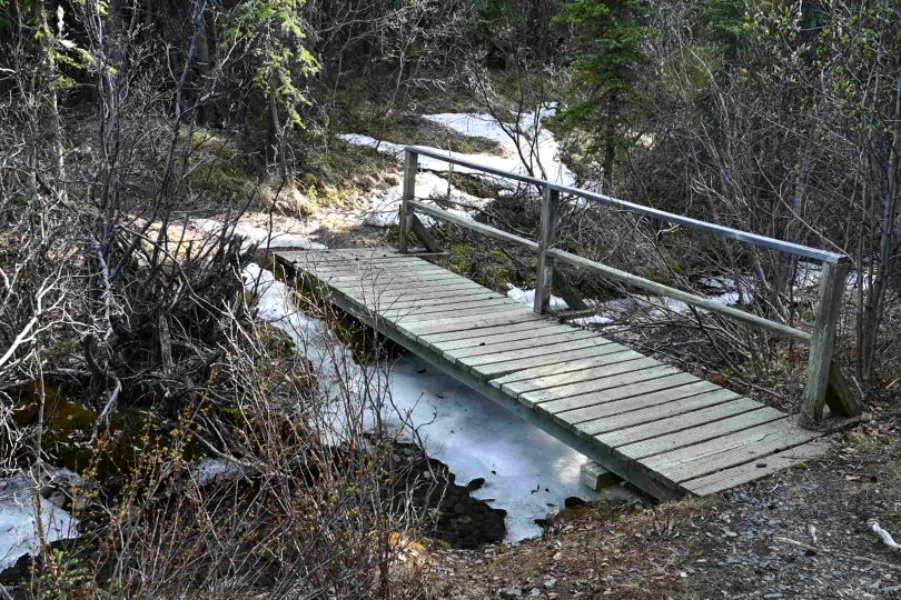 Abendliche Wanderung auf einem kurzen Trail - immer mit der Erwartung, der Bär steht hinter dem nächsten Baum - aber nichts außer altem Schnee