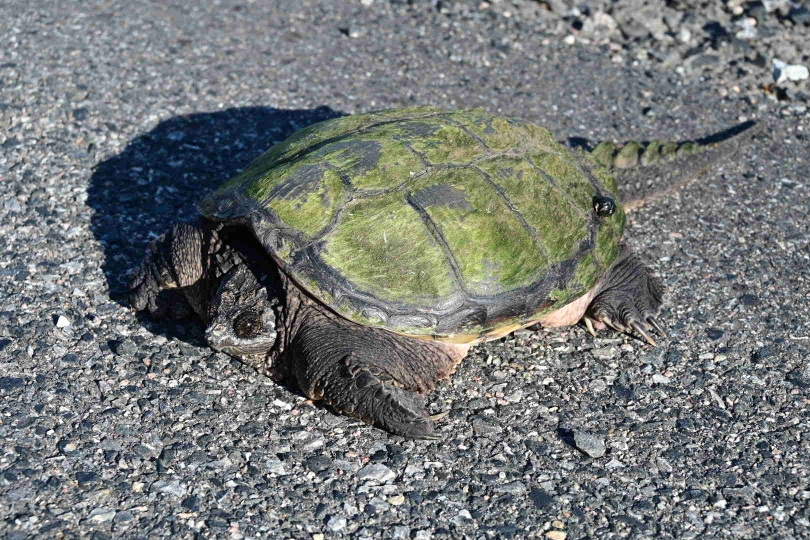 Begrüßt werde ich am Ortseingang von Kenora von dieser Schnappschildkröte, die auch richtig böse werden kann