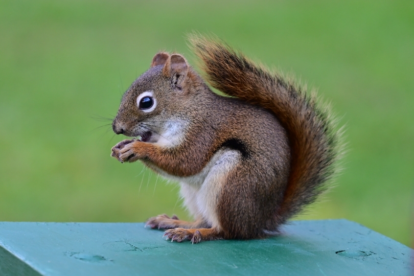 ...und die Eichhörnchen