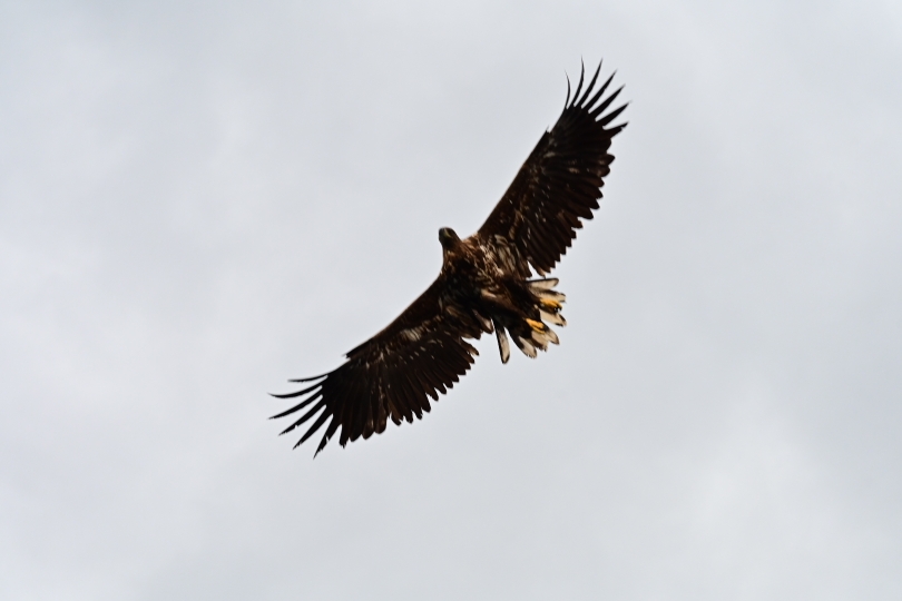 Die Seeadler kreisen über dem Boot und warten auf ihre Fütterung