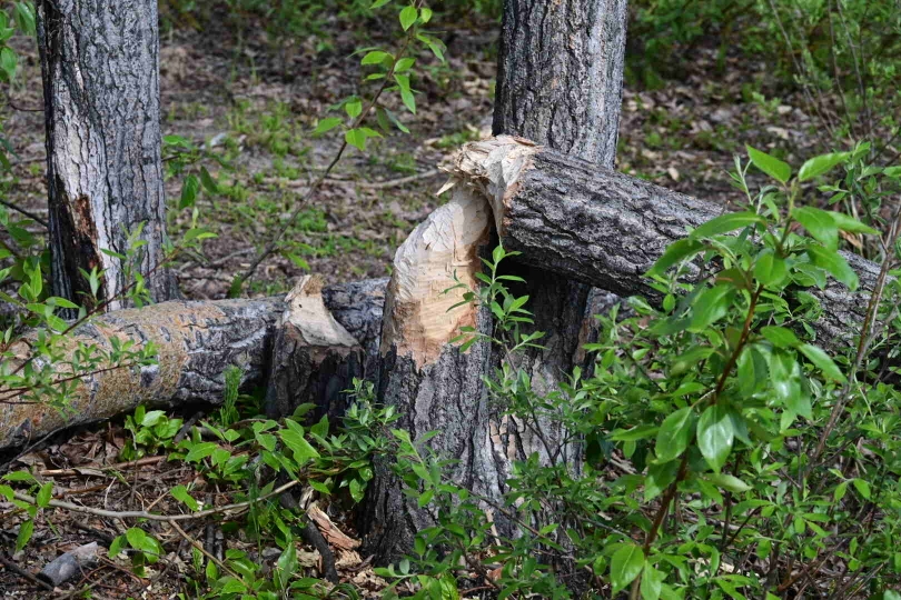 Aber auch Biber arbeiten sich hier mitten in der Stadt am Yukon an den Pappeln ab 