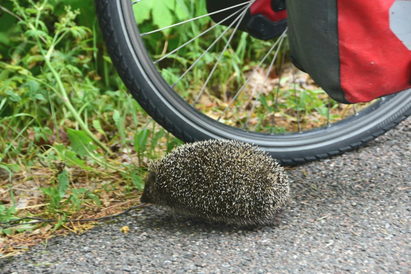 Mach' jetzt keinen Scheiß, Freundchen! Bis jetzt bin ich ohne Platten durchgekommen