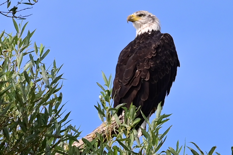 Glücklicherweise lassen mich die Vögel nicht ganz hängen...