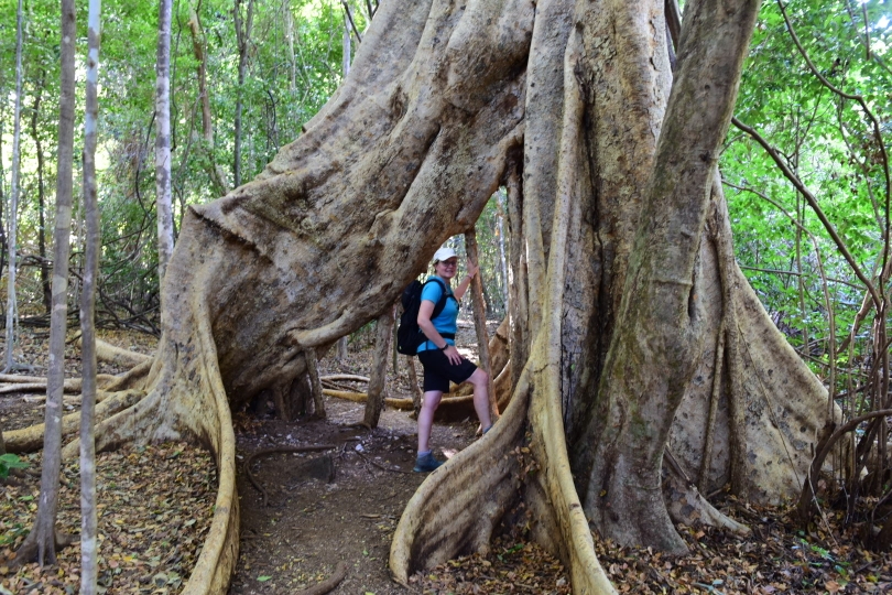 Echte Baumriesen - ein Ficus, nicht fürs Wohnzimmer geeignet